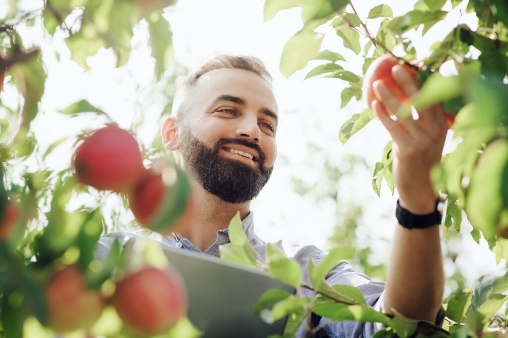 Big harvest, gardening and seasonal business, successful fruit farm