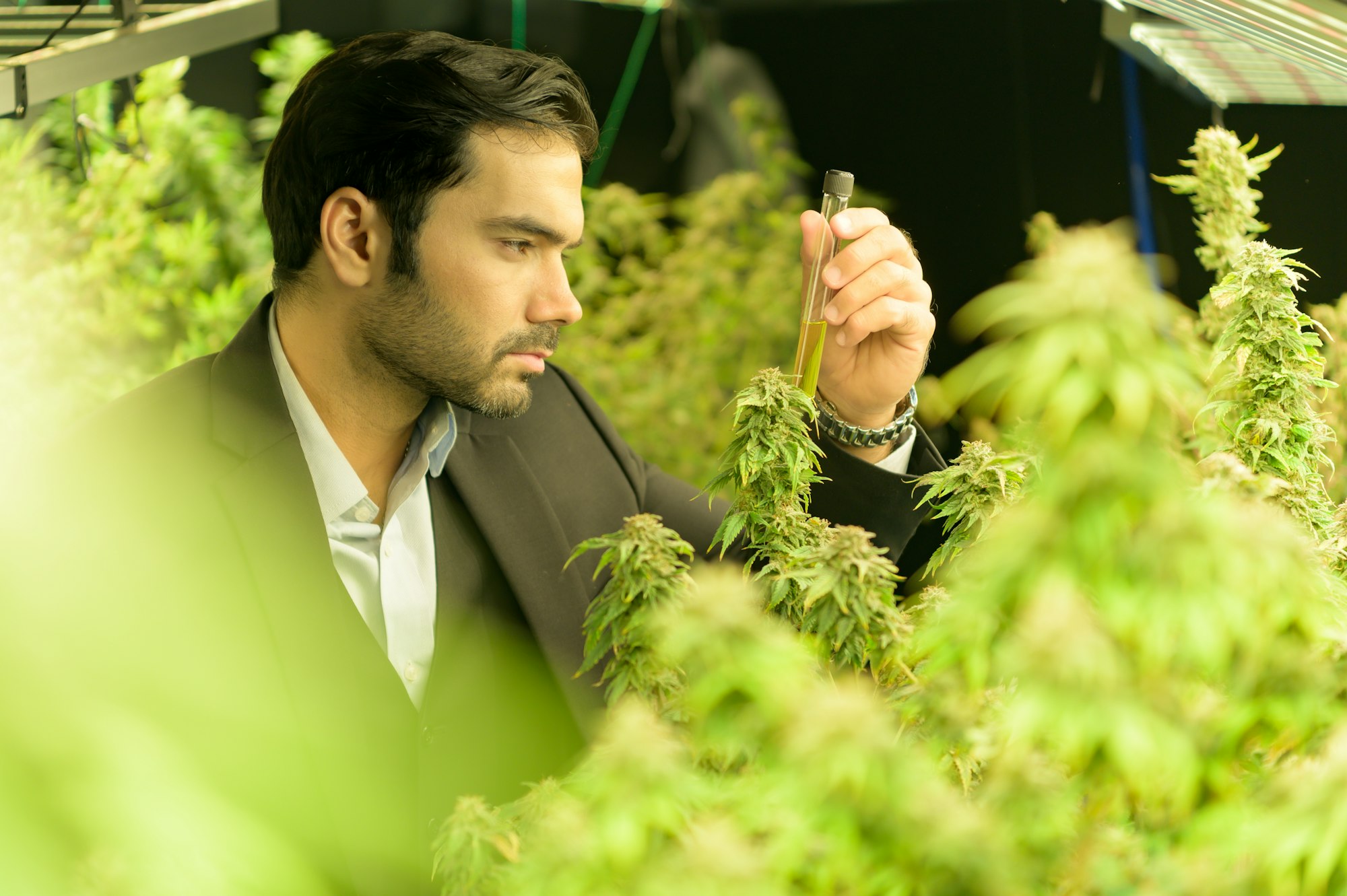Wealthy businessman in cannabis business and his cannabis farm