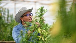 business agricultural cannabis farm  300x169 - Gross Pay vs. Net Pay: What Small Business Owners Need To Know