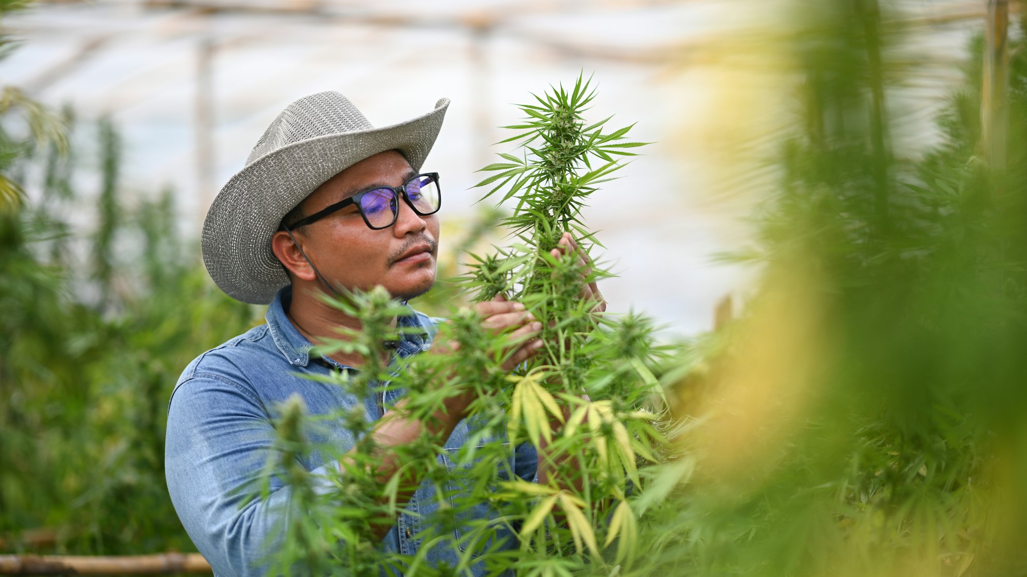 business agricultural cannabis farm  - Blog