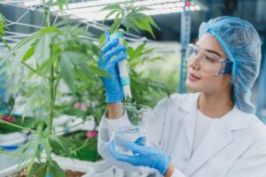 scientist working for alternative plant medicals research ganja leaf of cannabis in laboratory